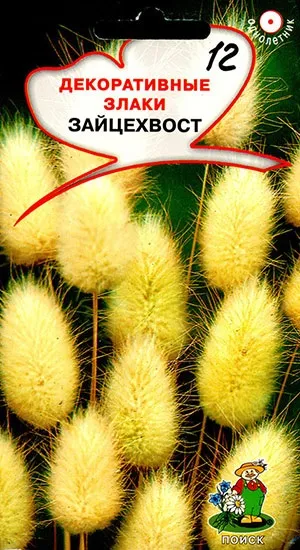 Зайцехвост - пухнасте додаток до квітучих рослин (зайцехвост) Зайцехвост - пухнасте додаток до квітучих рослин