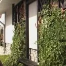 Жовті квіти в саду варіанти оформлення, сорти (жовті квіти в саду: варіанти оформлення) Жовті квіти в саду варіанти оформлення, сорти