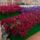 Жовті квіти в саду варіанти оформлення, сорти (саду) Жовті квіти в саду варіанти оформлення, сорти