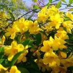 Жасмин кімнатний догляд в домашніх умовах, фото видів (жасмин) Жасмин кімнатний догляд в домашніх умовах, фото видів