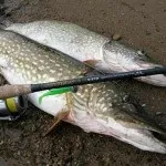 Смажена ікра щуки рецепт приготування