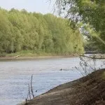 Смажена ікра щуки рецепт приготування