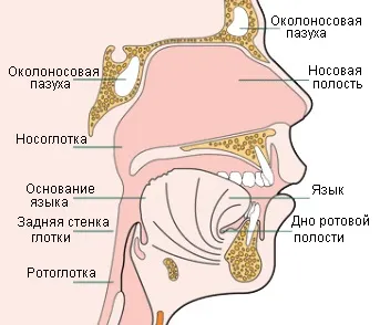 Злоякісні пухлини ротоглотки (Інгібітори росту ракових) Злоякісні пухлини ротоглотки