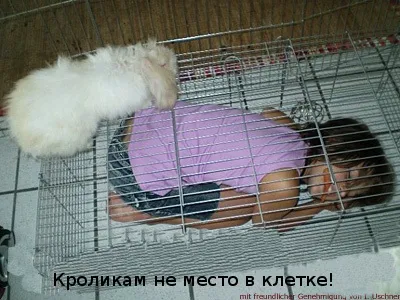 Житло, кролик будинку