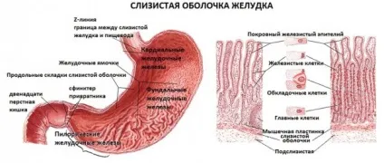 залози шлунка