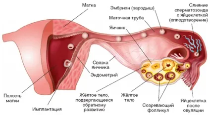 Жовте тіло в правому