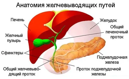 Жовч в шлунку симптоми, причини, лікування, я здоровий! (Шлунку) Жовч в шлунку симптоми, причини, лікування, я здоровий!