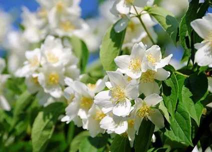 Жасмин (jasminum officinale або odoratissimum) (здатності) Жасмин (jasminum officinale або odoratissimum)
