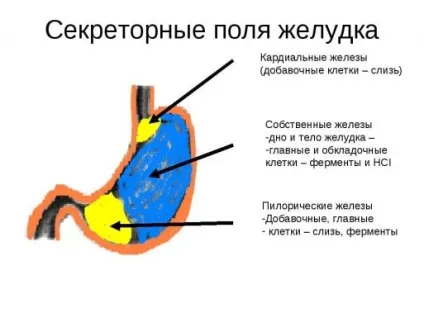 залози шлунка