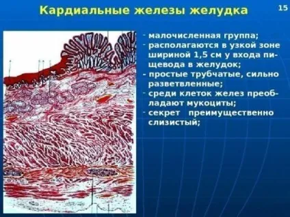 залози шлунка