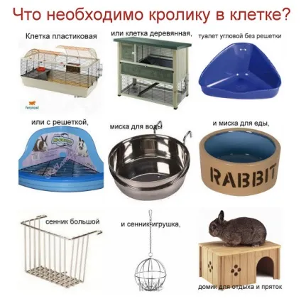 Житло, кролик будинку
