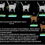 Ринотрахеит у кішок симптоми і лікування в домашніх умовах, небезпечний для людини чи ні, (ринотрахеит) Ринотрахеит у кішок симптоми і лікування в домашніх умовах, небезпечний для людини чи ні,