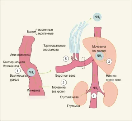 Рогові освіти ссавців
