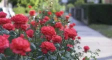 10 Способів перетворити звичайну пластикову пляшку в дизайнерський квітковий горщик, красивий будинок і (способів) 10 Способів перетворити звичайну пластикову пляшку в дизайнерський квітковий горщик, красивий будинок і