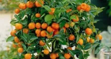 10 Способів перетворити звичайну пластикову пляшку в дизайнерський квітковий горщик, красивий будинок і (дизайнерський) 10 Способів перетворити звичайну пластикову пляшку в дизайнерський квітковий горщик, красивий будинок і
