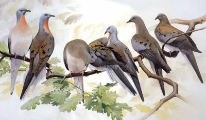10 Вимерлих тварин, які мають шанси на «воскресіння» (вівсянка passerherbulus nigrescens) 10 Вимерлих тварин, які мають шанси на «воскресіння»