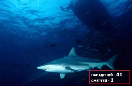 10 Акул-людожерів, які вбили найбільшу кількість людей, в щелепах тварин (отримала свою назву) 10 Акул-людожерів, які вбили найбільшу кількість людей, в щелепах тварин