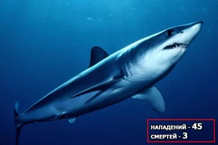 10 Акул-людожерів, які вбили найбільшу кількість людей, в щелепах тварин (отримала свою назву) 10 Акул-людожерів, які вбили найбільшу кількість людей, в щелепах тварин