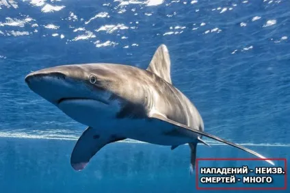 10 Акул-людожерів, які вбили найбільшу кількість людей, в щелепах тварин (людей) 10 Акул-людожерів, які вбили найбільшу кількість людей, в щелепах тварин