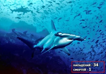10 Акул-людожерів, які вбили найбільшу кількість людей, в щелепах тварин (акула) 10 Акул-людожерів, які вбили найбільшу кількість людей, в щелепах тварин