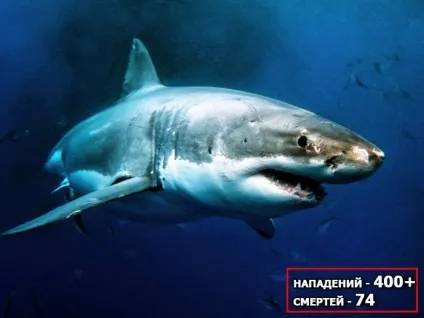 10 Акул-людожерів, які вбили найбільшу кількість людей, в щелепах тварин (бик) 10 Акул-людожерів, які вбили найбільшу кількість людей, в щелепах тварин
