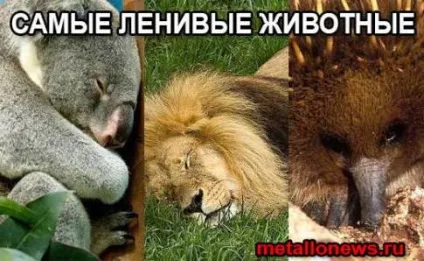 15 Самих ледачих тварин в світі (світі) 15 Самих ледачих тварин в світі