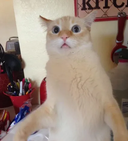 20 Веселих підписів до фотографій котів від їх власників (котів) 20 Веселих підписів до фотографій котів від їх власників