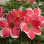 Алламанда догляд в домашніх умовах 1 (алламанда) Алламанда догляд в домашніх умовах 1