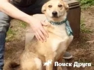 Альпійська вівчарка - фото, відео, опис породи, відгуки власників (альпійська) Альпійська вівчарка - фото, відео, опис породи, відгуки власників