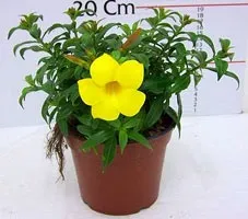 Алламанда вирощування і догляд (вирощування) Алламанда вирощування і догляд