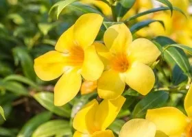Алламанда догляд в домашніх умовах (в домашніх умовах) Алламанда догляд в домашніх умовах