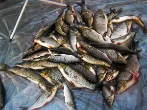 Активатор клювання fishhungry голодна риба - як користуватися ціна та відгуки (риба) Активатор клювання fishhungry голодна риба - як користуватися ціна та відгуки