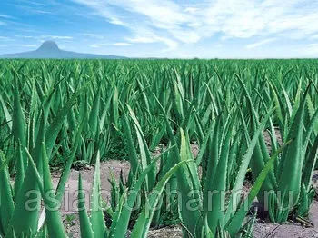 Алое барбадос - aloe barbadensis