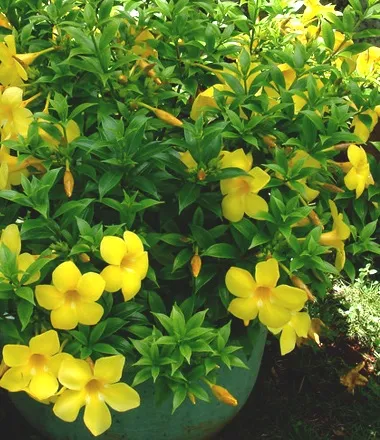 Алламанда allamanda - види, догляд, проблеми вирощування