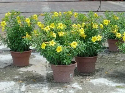 Алламанда характеристика видів і догляд в домашніх умовах - енциклопедія квітів