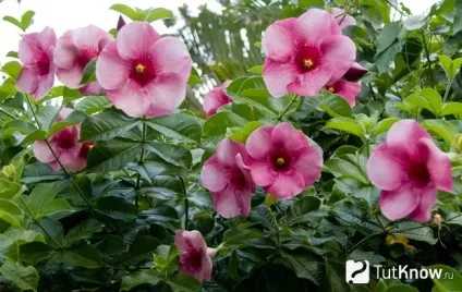Алламанда догляд в домашніх умовах (дзвіночок джунглів) Алламанда догляд в домашніх умовах
