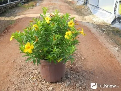 Алламанда догляд в домашніх умовах (в домашніх умовах) Алламанда догляд в домашніх умовах