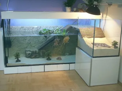акваріумні черепашки