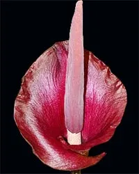 Аморфофаллус amorphophallus - популярні види і поради по догляду