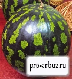 Кавун холодок - опис сорту, вирощування, насіння, відгуки