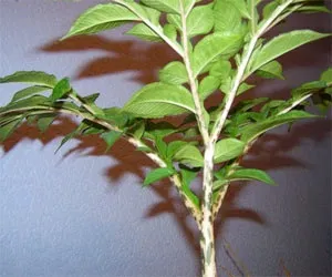 Аморфофаллус amorphophallus - популярні види і поради по догляду