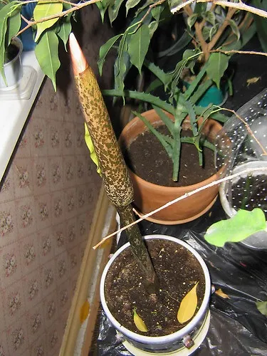 Аморфофаллюс (зміїне дерево)