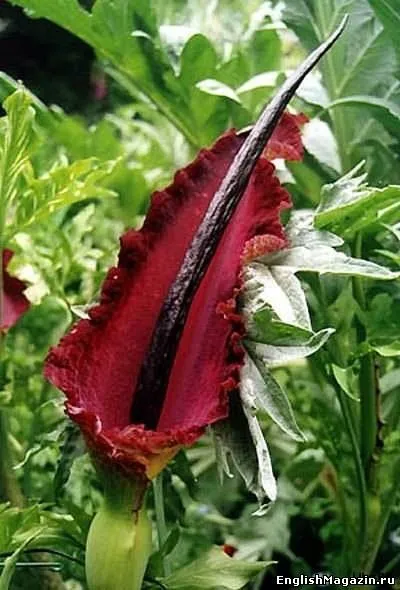 Аморфофаллюс (зміїне дерево)