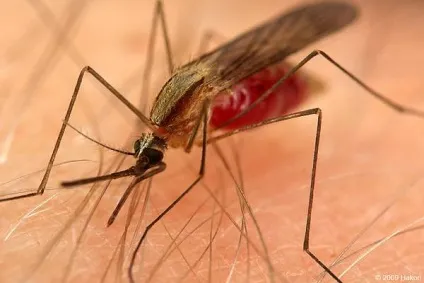 Анофелес, малярійний комар (anopheles maculipennis) фото анофелес, малярія переміжна лихоманка