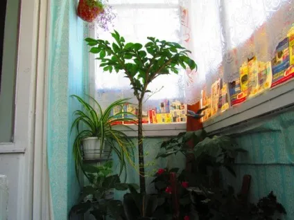 Аморфофаллюс (зміїне дерево)