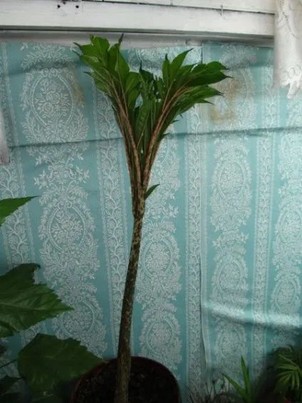 Аморфофаллюс (зміїне дерево)