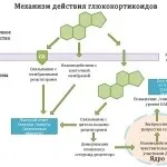 Атопічна бронхіальна астма причини, симптоми, лікування (атопічна) Атопічна бронхіальна астма причини, симптоми, лікування