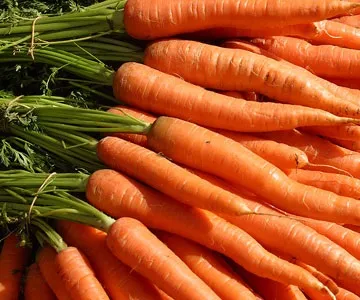 Авітаміноз у тварин - agroxxi (хвороби овець і кіз) Авітаміноз у тварин - agroxxi
