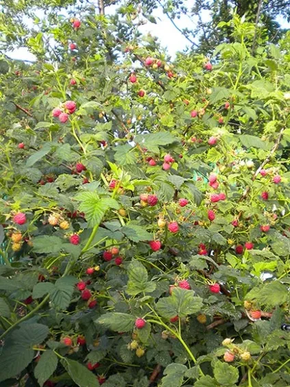 Метелики літають, метелики
