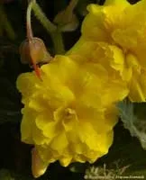 Бегонія бульбова - begonia x tuberhybrida опис і догляд на (Series Висота 25-30) Бегонія бульбова - begonia x tuberhybrida опис і догляд на
